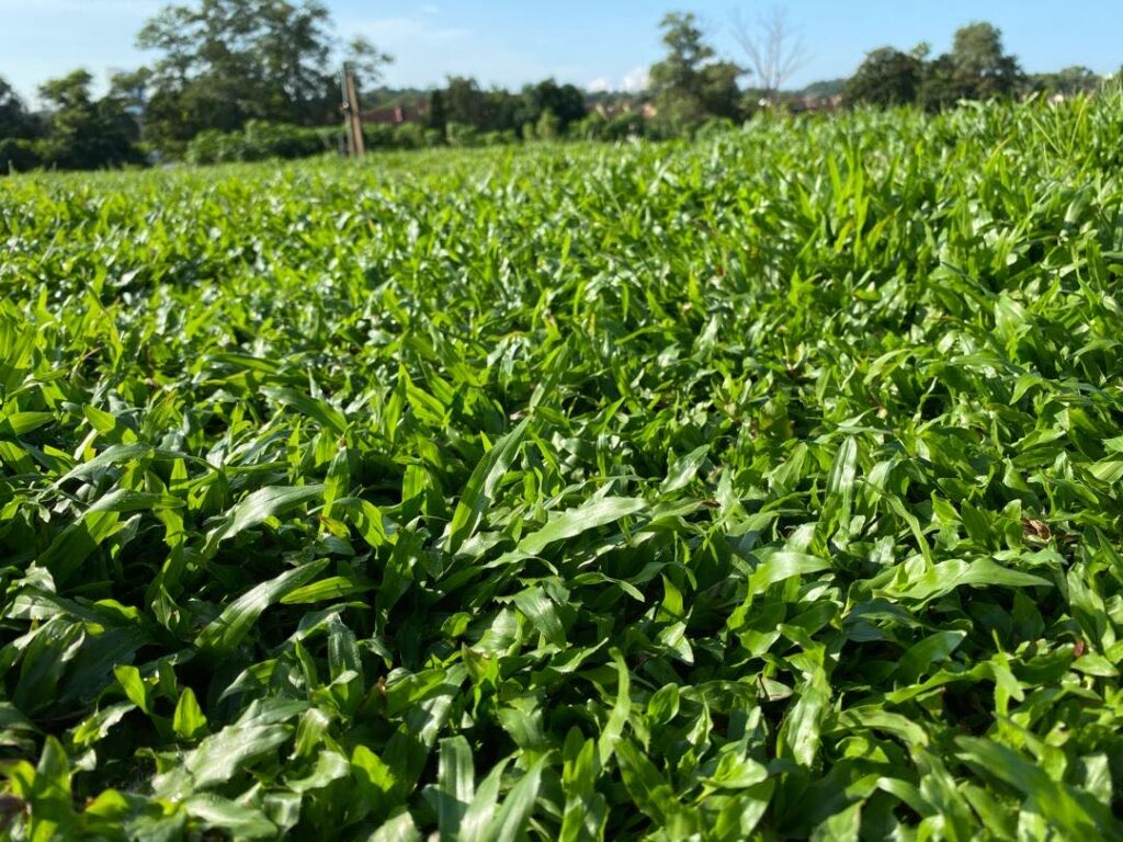 High Quality Cow Grass Plantation